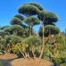 Pinus Sylvestris, Borovica lesná ´WATERERI´, kont. C500L, výška: 150-175 cm (-30°C) - BONSAJ 